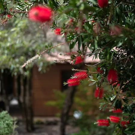 شقة فندقية Alma Do Pico - Nature