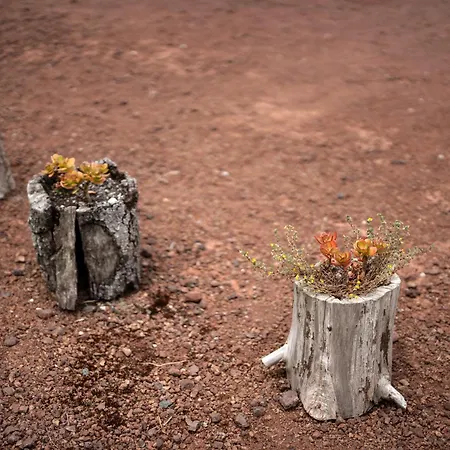 Alma Do Pico - Nature مادالينا