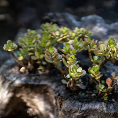 Alma Do Pico - Nature 2*