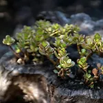 Alma Do Pico - Nature 2*