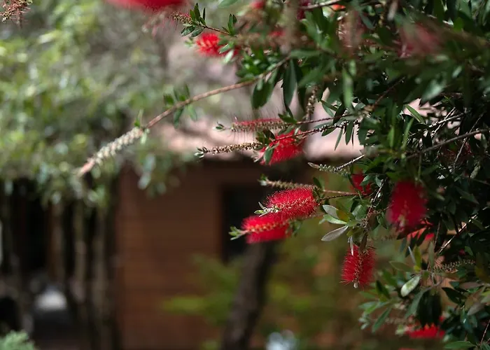 Appart hôtel Alma Do Pico - Nature