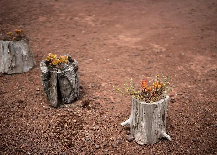 Alma Do Pico - Nature Madalena (Azores)