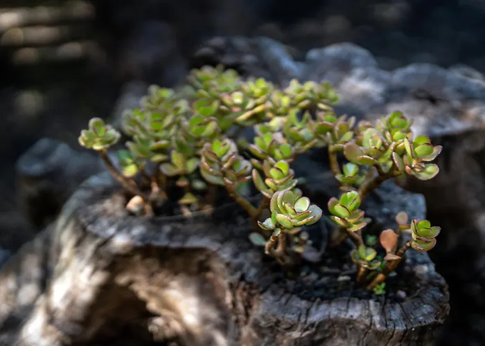 Alma Do Pico - Nature 2*